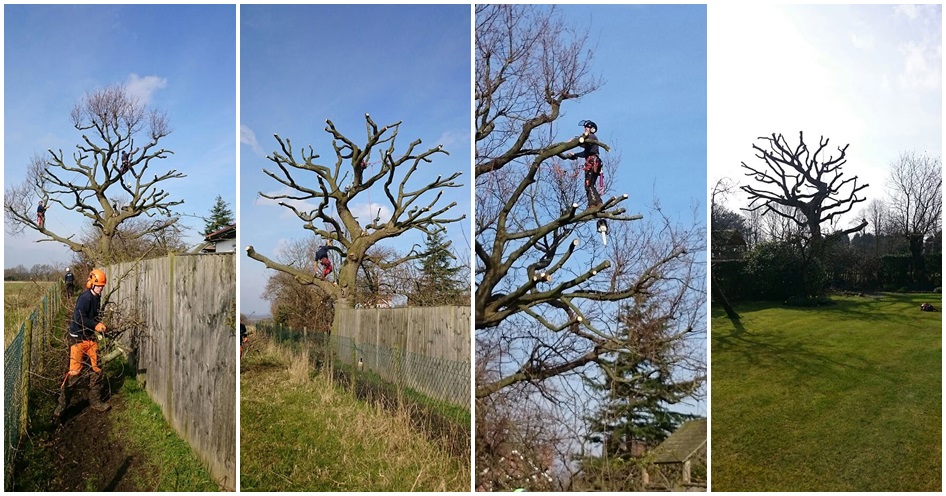 tree pollarding in somerset